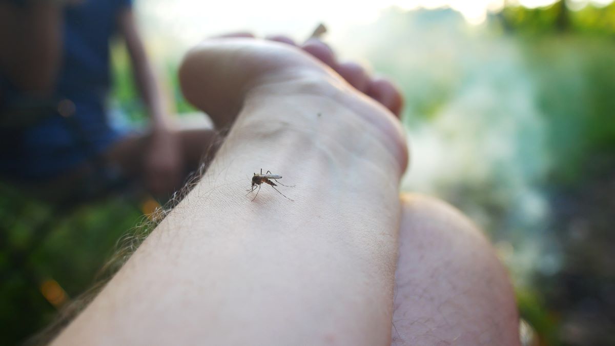Insektenstiche in Wittenberg: Erste Hilfe, Behandlung und Pr