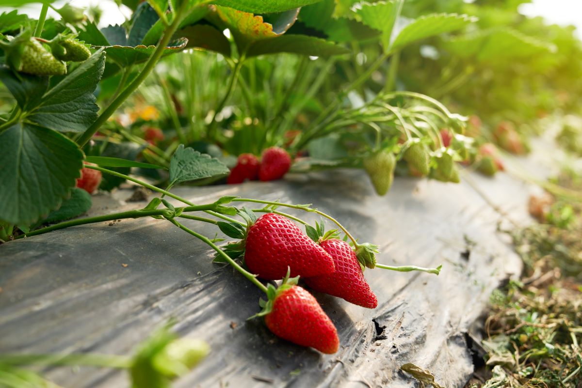 Selbsterntefelder in Wittenberg und Umgebung: Frisches Obst 