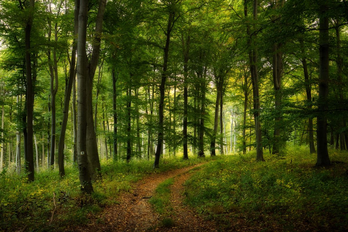 Wald-Ausflug mit Kindern in Wittenberg — was ist erlaubt und